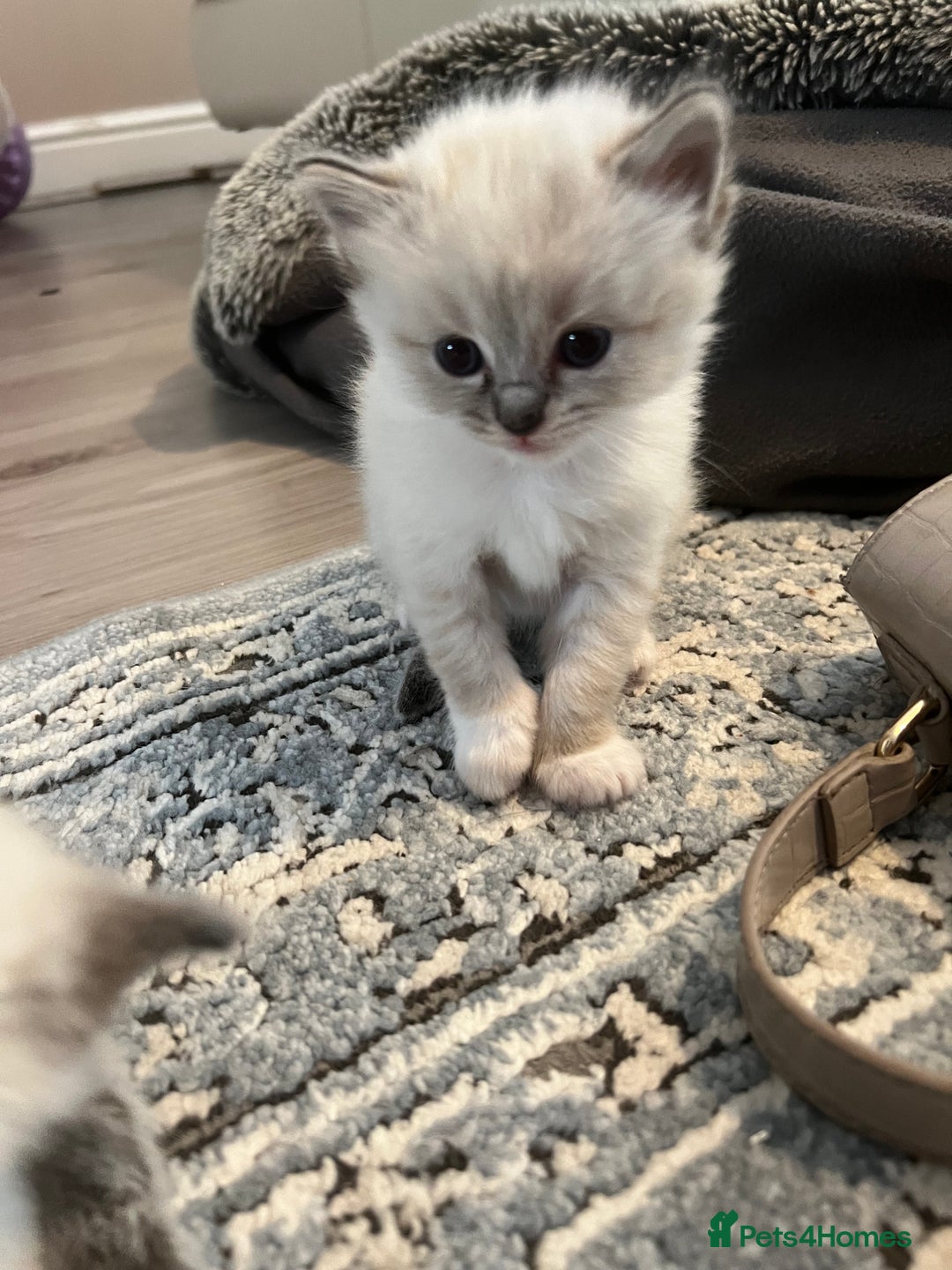Ragdoll cats for sale: Ragdoll kittens  - Image 5