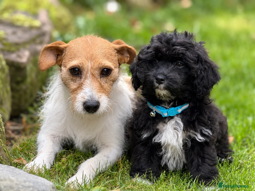 Jackapoo dogs for sale: Gorgeous jackapoo boy  in Chester - Advert 2