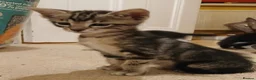 Mixed Breed cats for sale: Siamese x kittens - Advert 10