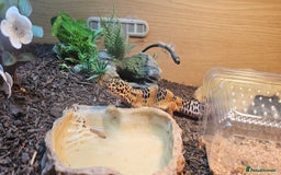 Leopard Gecko reptiles for sale: Leopard gecko  - Image 3