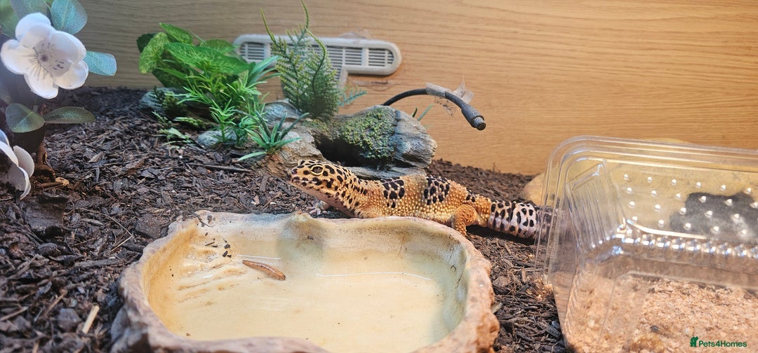 Leopard Gecko reptiles for sale: Leopard gecko  - Image 3