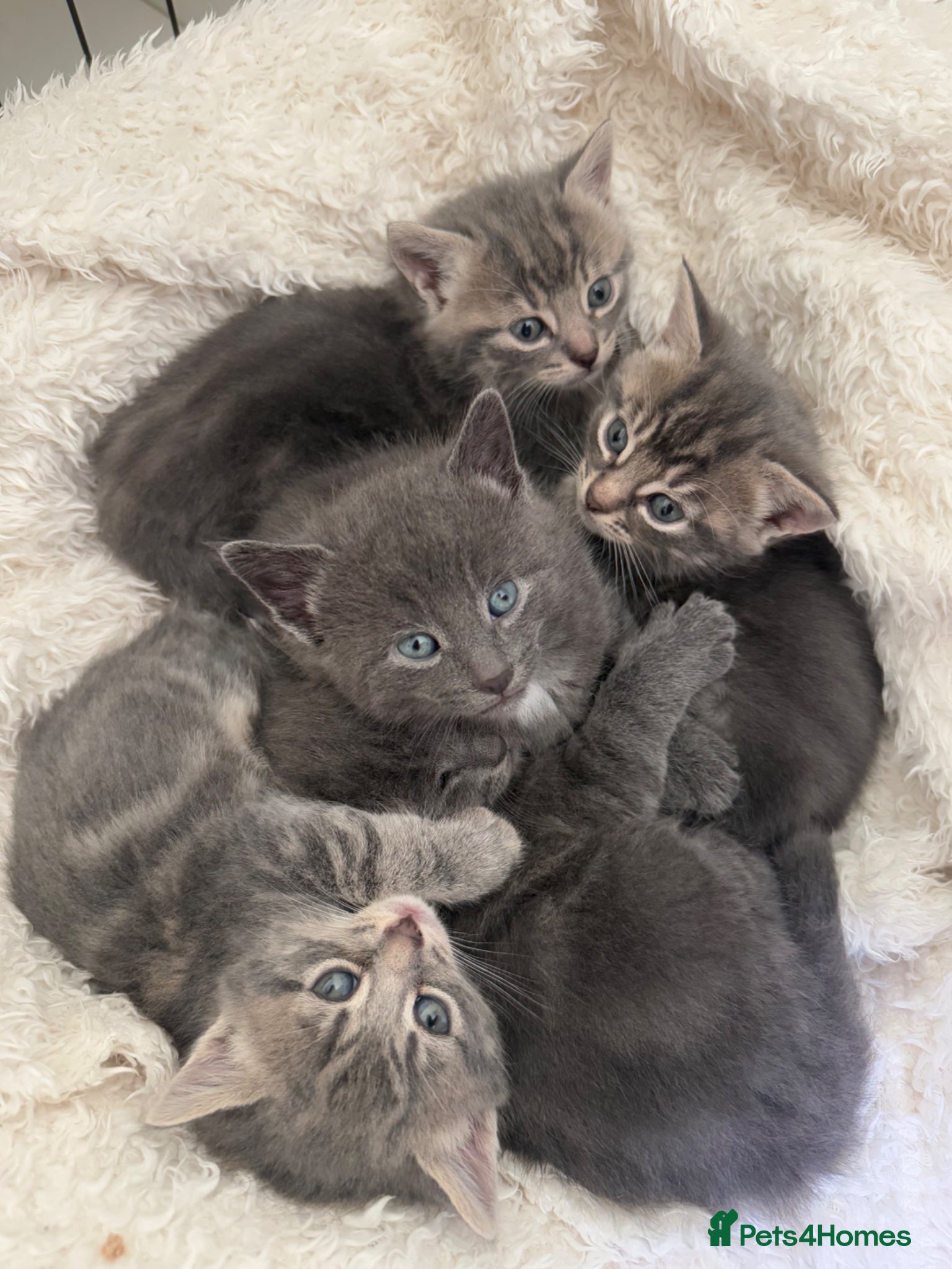 Mixed Breed cats Adorable grey kittens & tabby grey kittens  - Advert 2