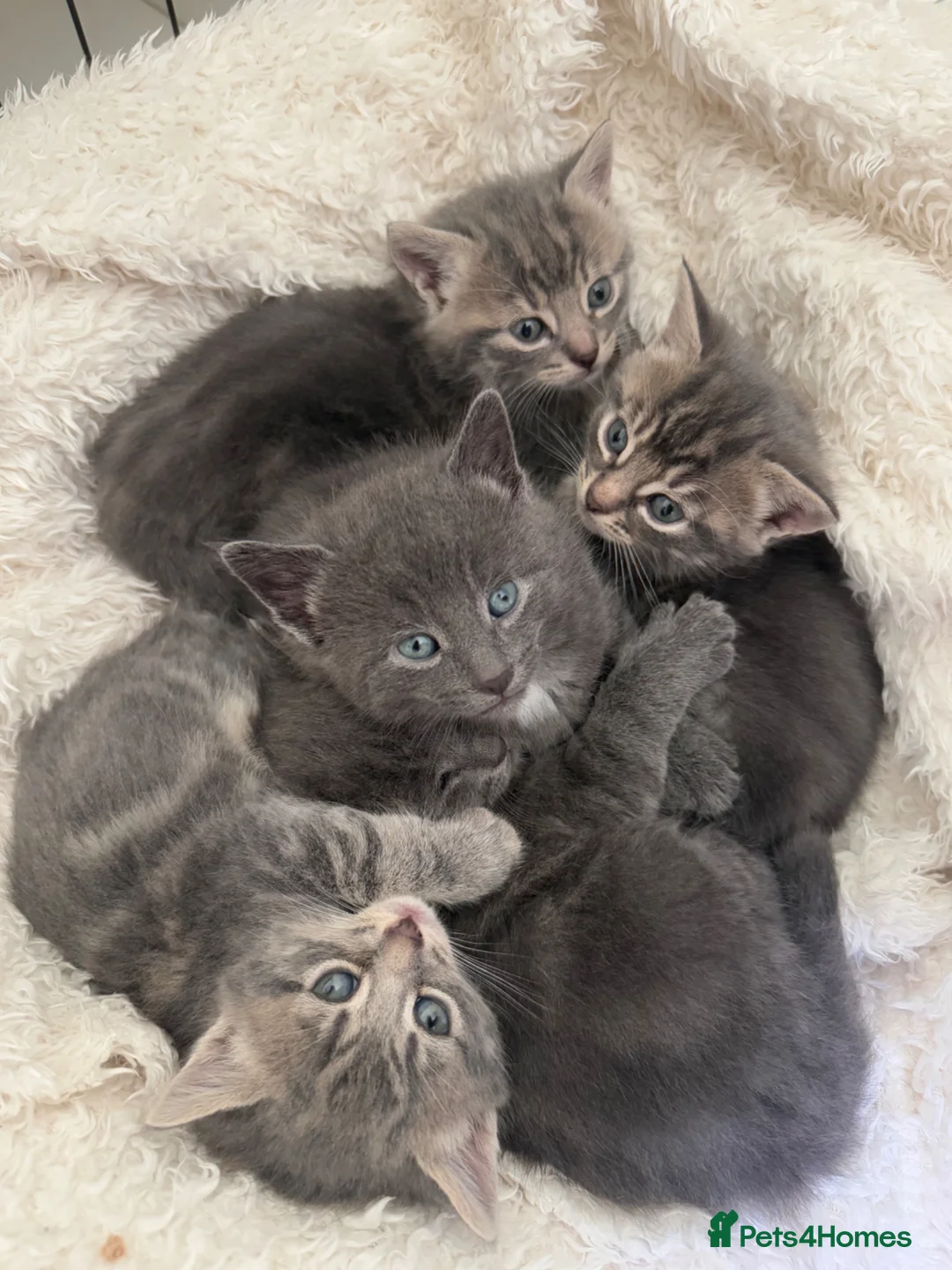 Mixed Breed cats for sale: Adorable grey kittens & tabby grey kittens  in Salisbury - Advert 1