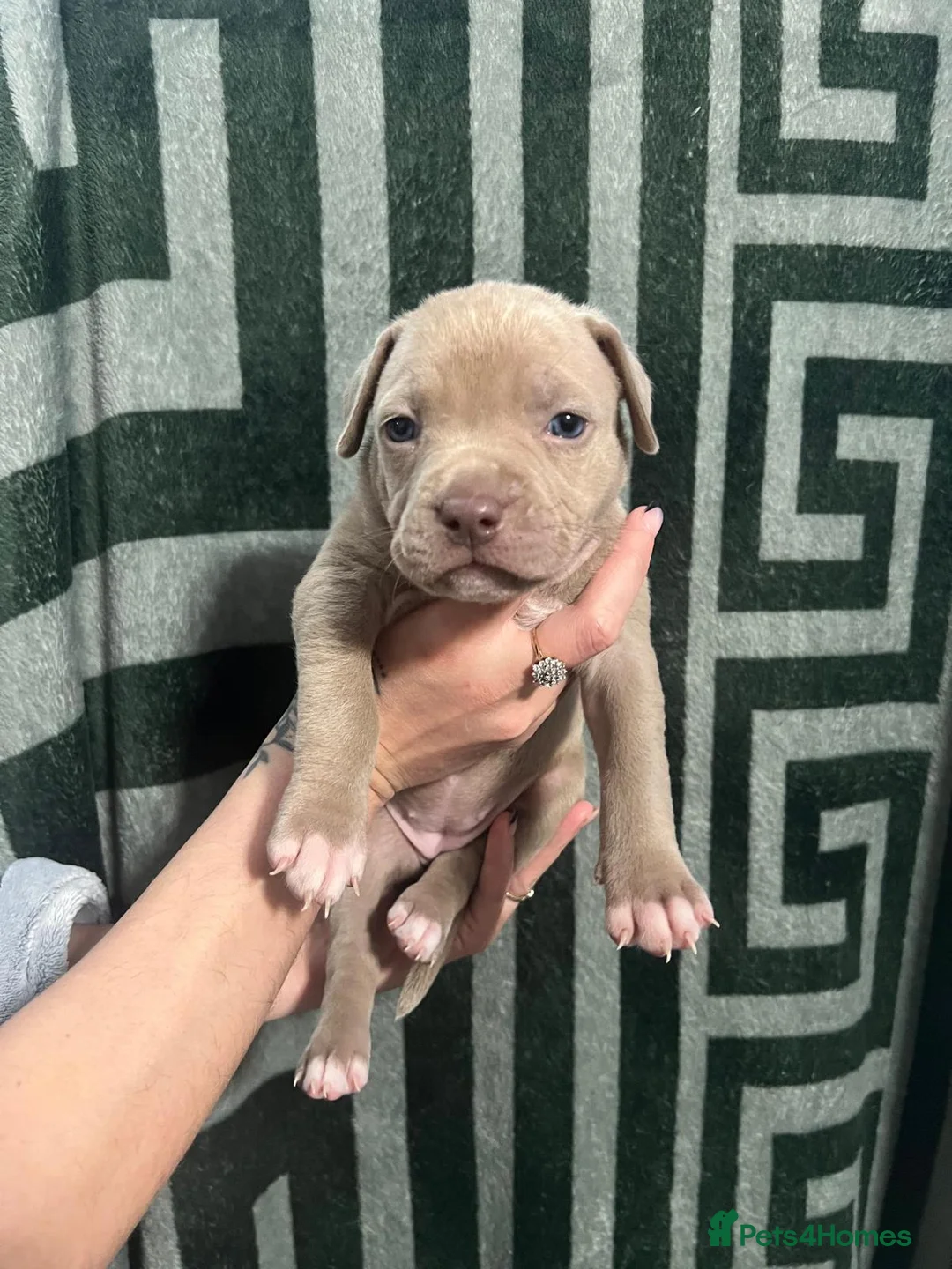 American Bully dogs for sale: Standard american bully  - Advert 1