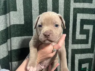 American Bully dogs Standard american bully - Advert 17