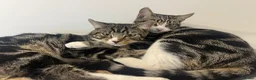Mixed Breed cats for sale: 4 Tabby Cats for sale in London - Advert 2
