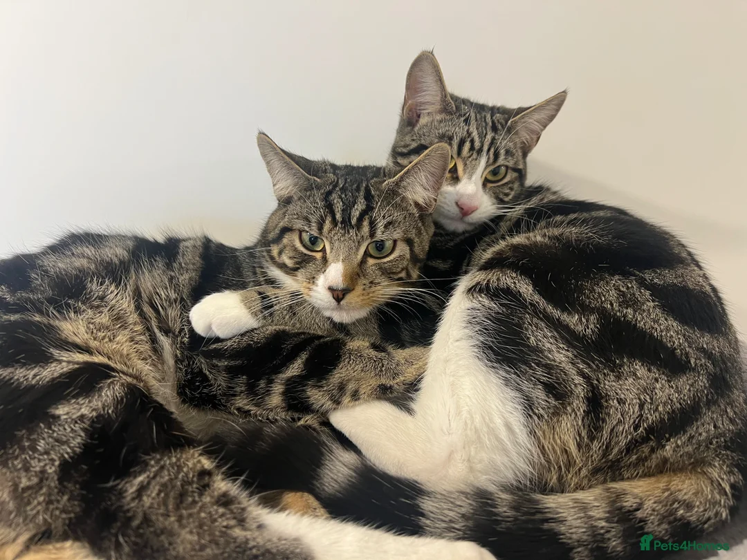 Mixed Breed cats for sale: 4 Tabby Cats for sale in London - Advert 2