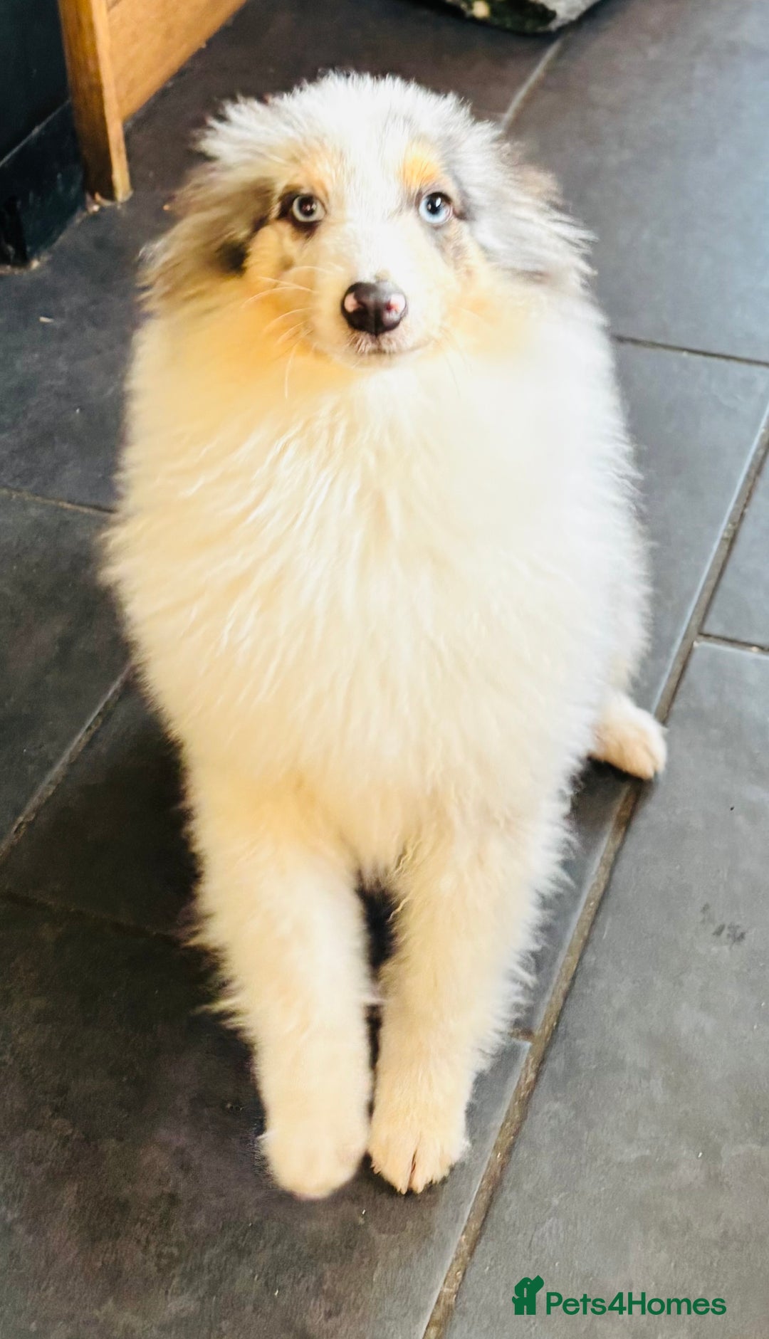 Shetland Sheepdog dogs for sale: Beautiful blue Merle boy puppy  - Advert 9