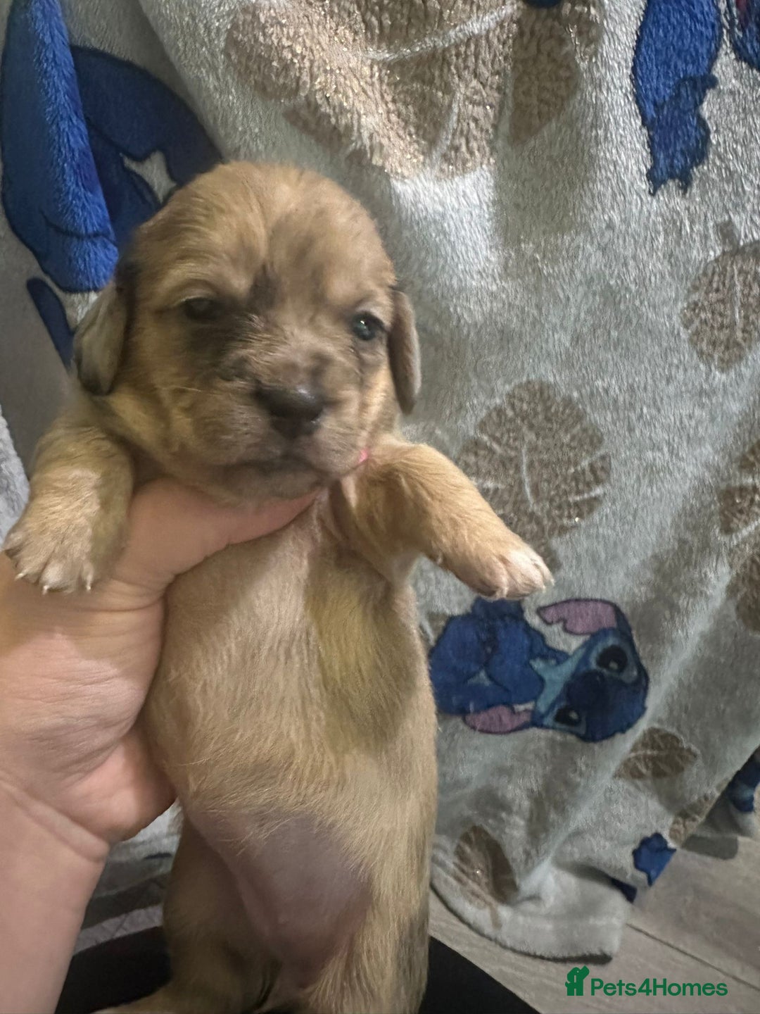 Mixed Breed dogs for sale: Schweenies - Advert 6