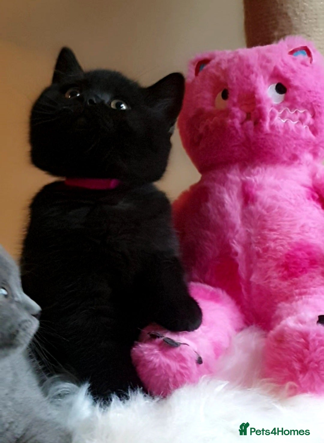 British Shorthair cats for sale: Exceptional Pedigree BSH Kittens  - Advert 6