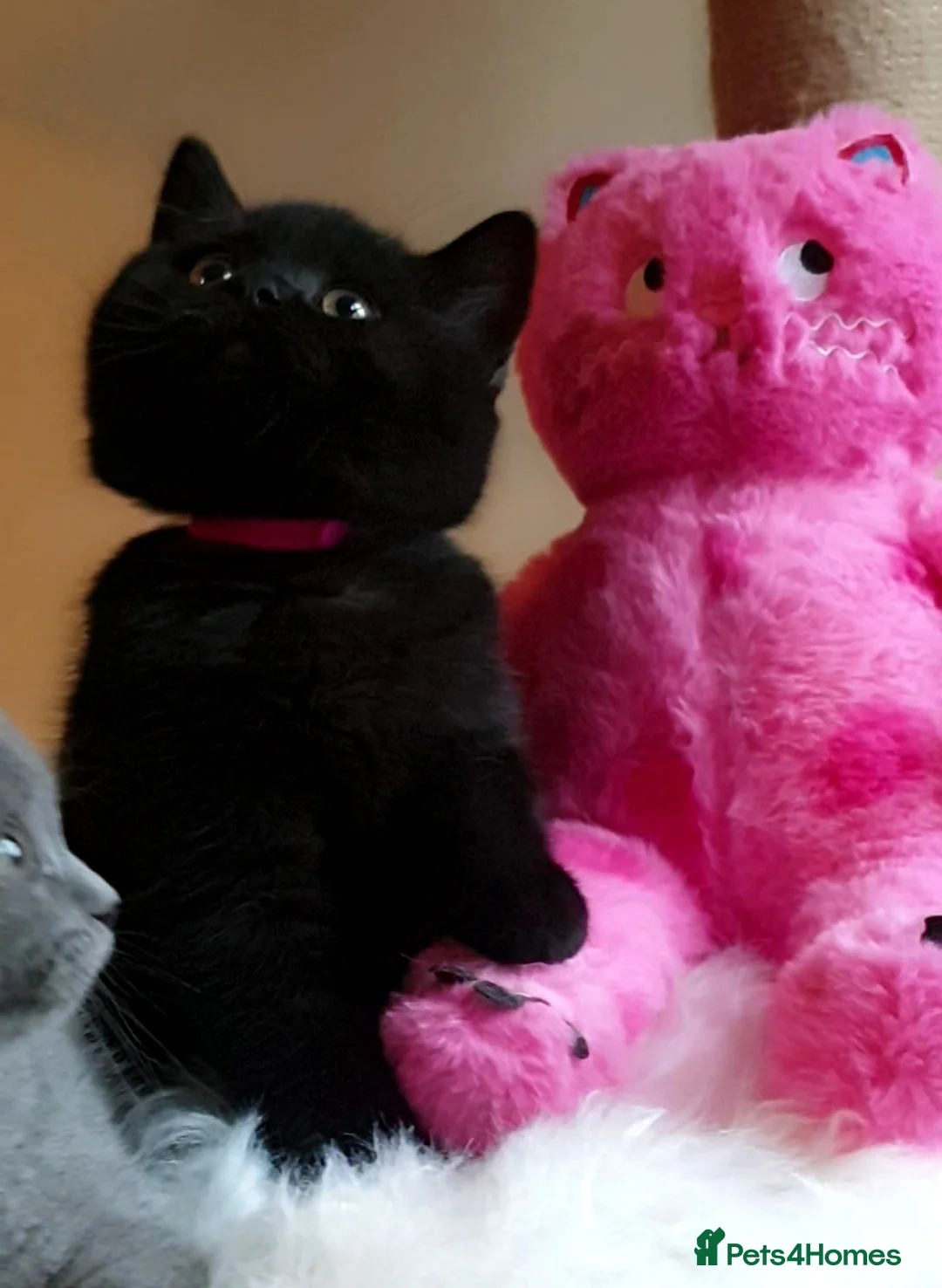 British Shorthair cats for sale: Exceptional Pedigree BSH Kittens  - Advert 3