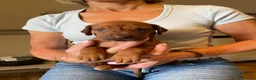 Rhodesian Ridgeback dogs for sale: Beautiful Rhodesian Ridgeback Bitch Puppy  - Advert 2