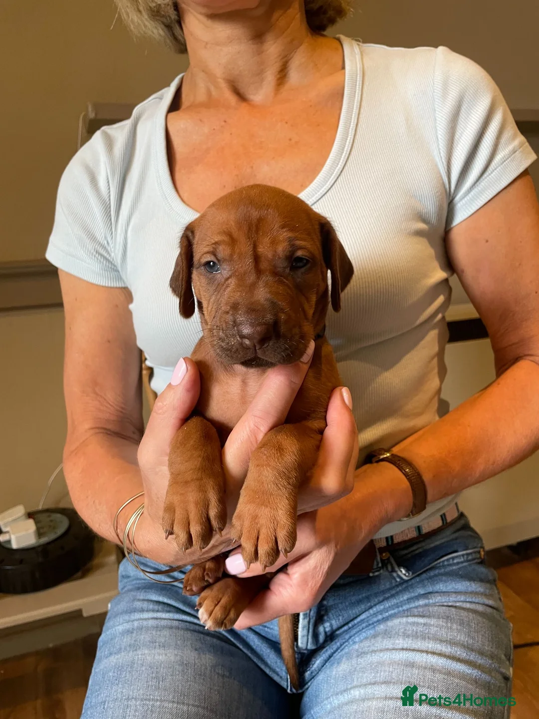 Rhodesian Ridgeback dogs for sale: Beautiful Rhodesian Ridgeback Bitch Puppy  - Advert 2