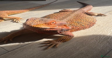 Bearded Dragon reptiles - Advert 12