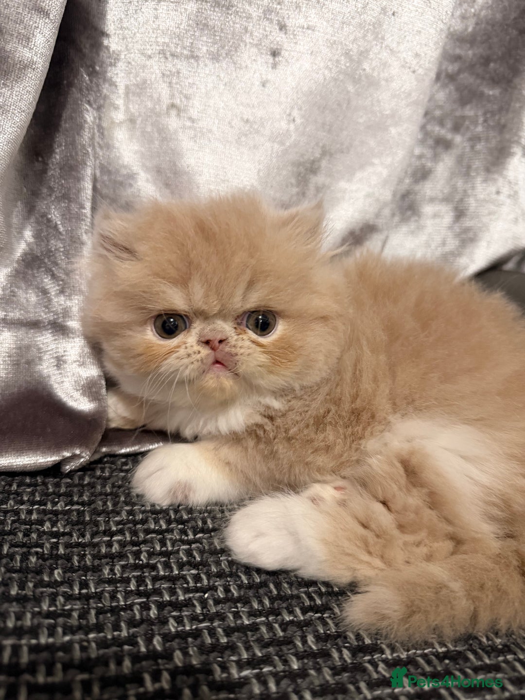 Persian cats for sale: Beautiful Purebred Female Golden Persian  - Advert 1