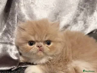 Persian cats Beautiful Purebred Female Golden Persian - Advert 9