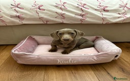 Miniature Dachshund dogs for sale: Kadie Miniature Dachshund  - Advert 1