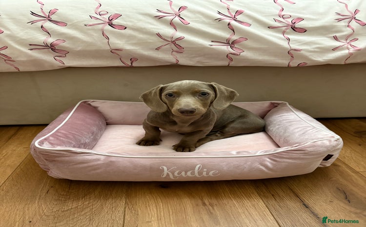 Miniature Dachshund dogs Kadie Miniature Dachshund  - Advert 3