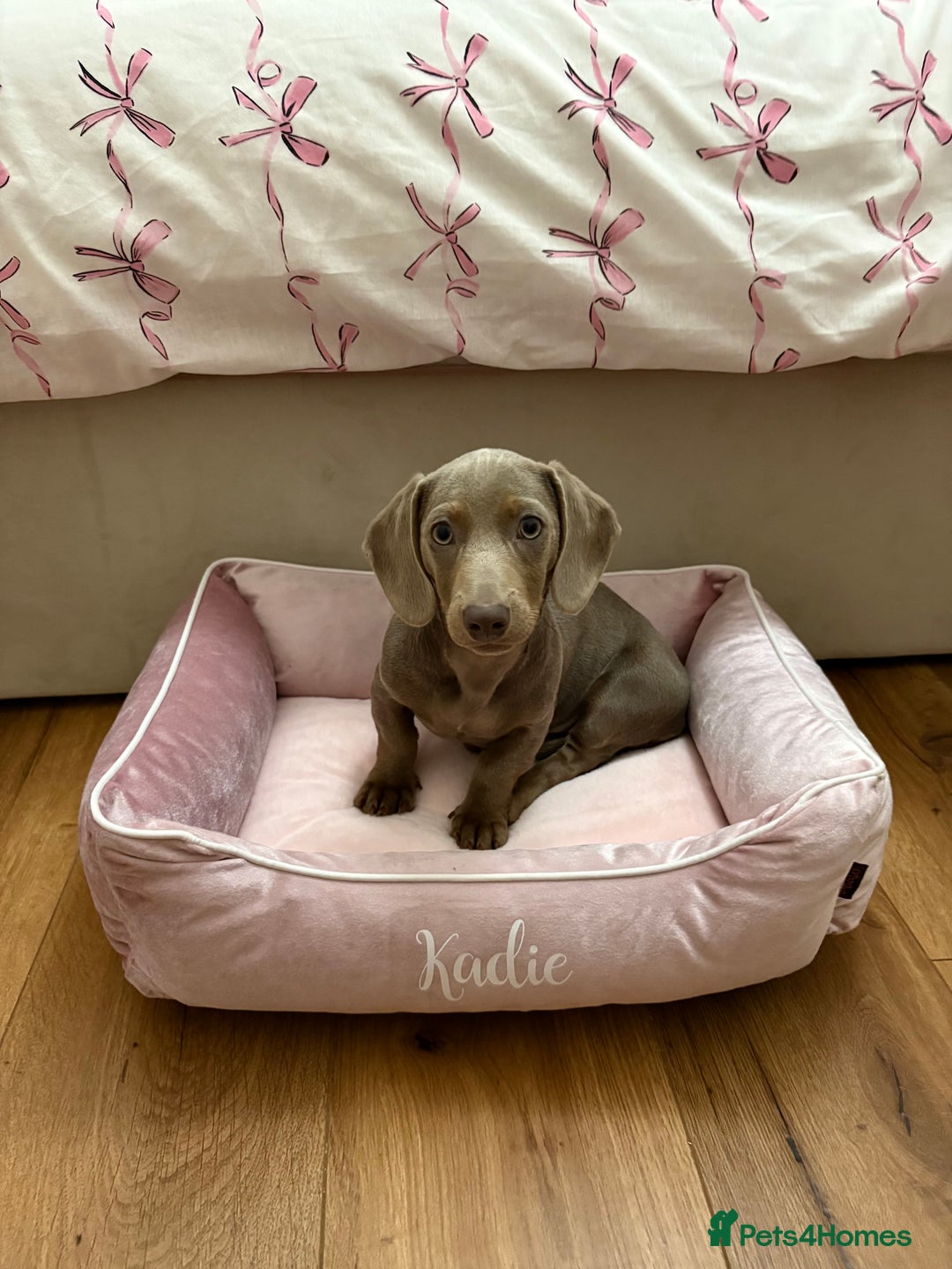 Miniature Dachshund dogs for sale: Kadie Miniature Dachshund  - Advert 1