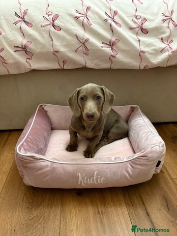 Miniature Dachshund dogs Kadie Miniature Dachshund - Advert 3