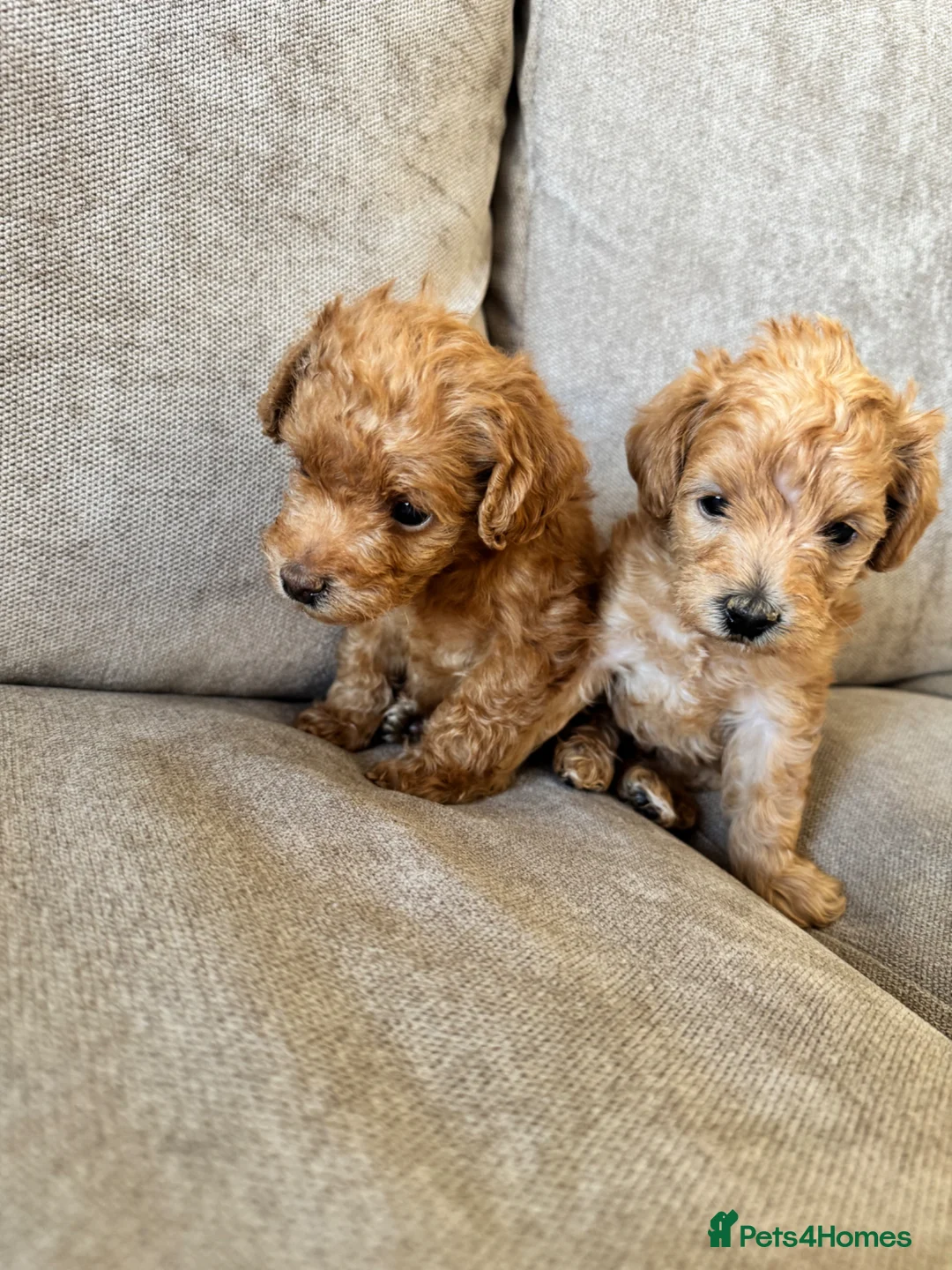 Schnoodle dogs for sale: F2B Miniature Schnoodle/Toy Poodle Pups For Sale - Advert 2
