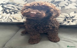 Cockapoo dogs for sale: Beautiful cockapoo puppies  - Image 14