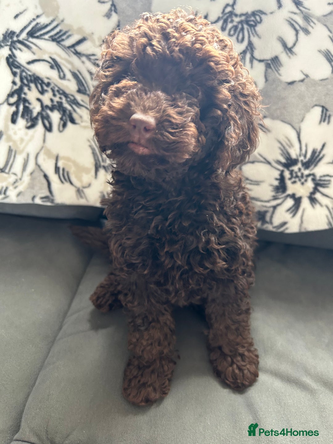 Cockapoo dogs for sale: Beautiful cockapoo puppies  - Image 14