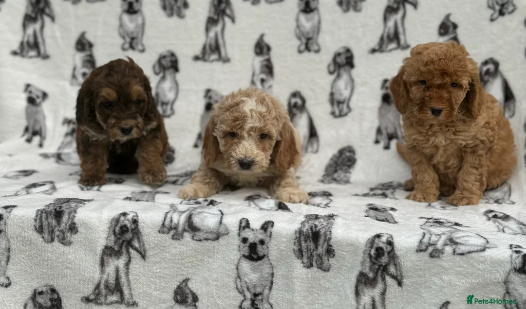 Cockapoo dogs for sale: Ready now!!Beautiful mini cockapoo puppy’s🩷🩵 - Advert 32