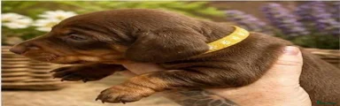 Miniature Dachshund Puppy 3