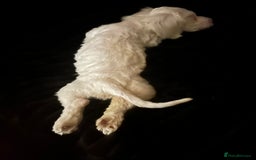 Bichon Frise dogs for sale: Puppy for sale - Image 2