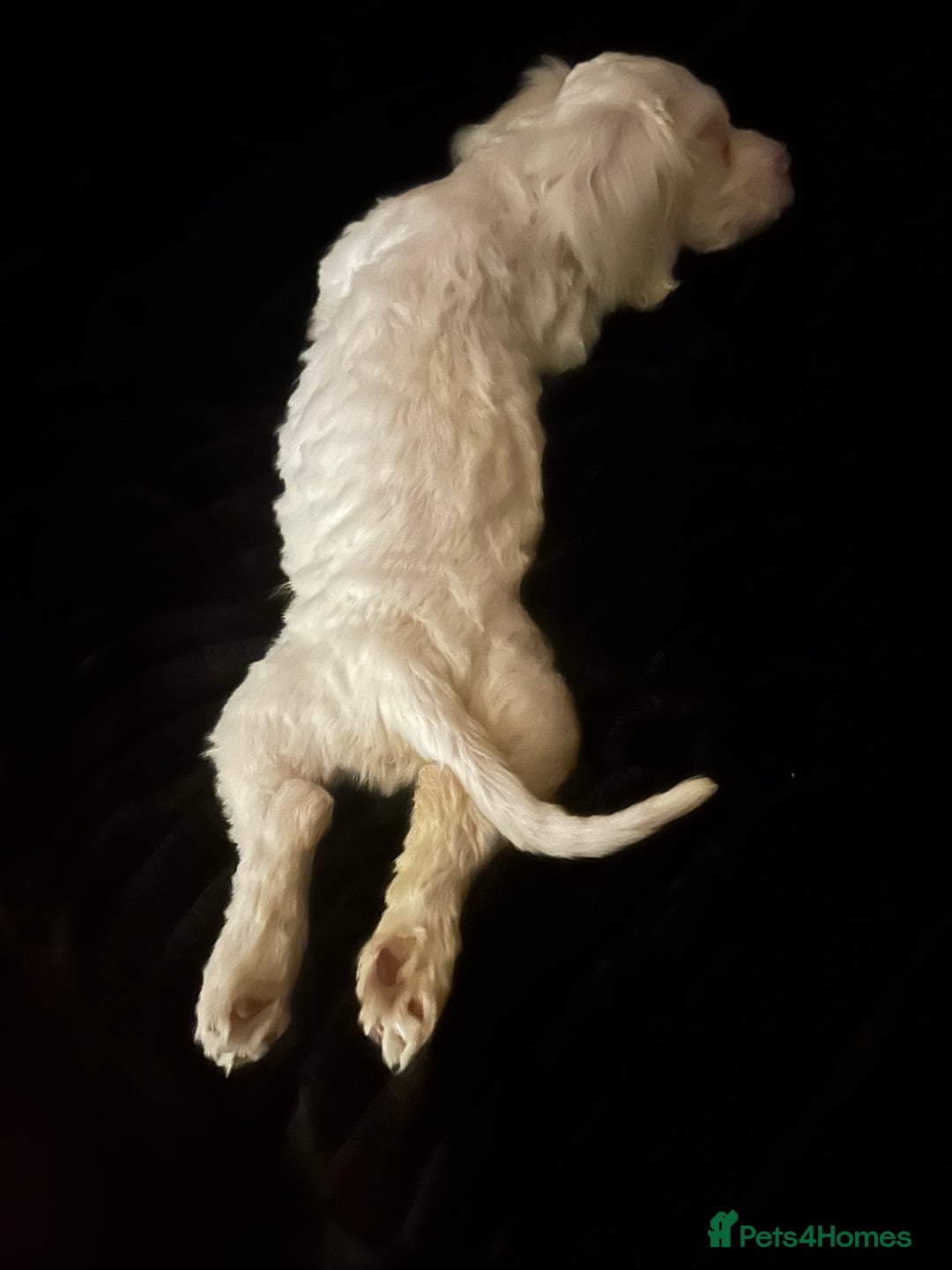 Bichon Frise dogs for sale: Puppy for sale - Image 2
