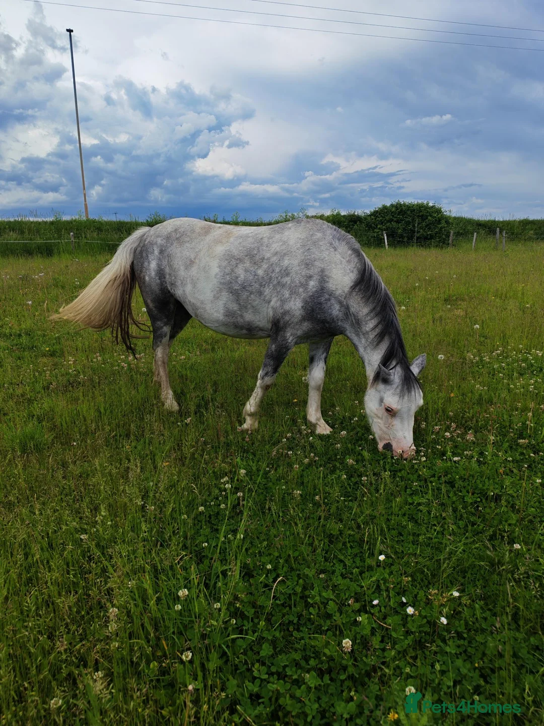 Welsh Section A horses for sale: Flo is looking for a loan with the view to buy  - Advert 3