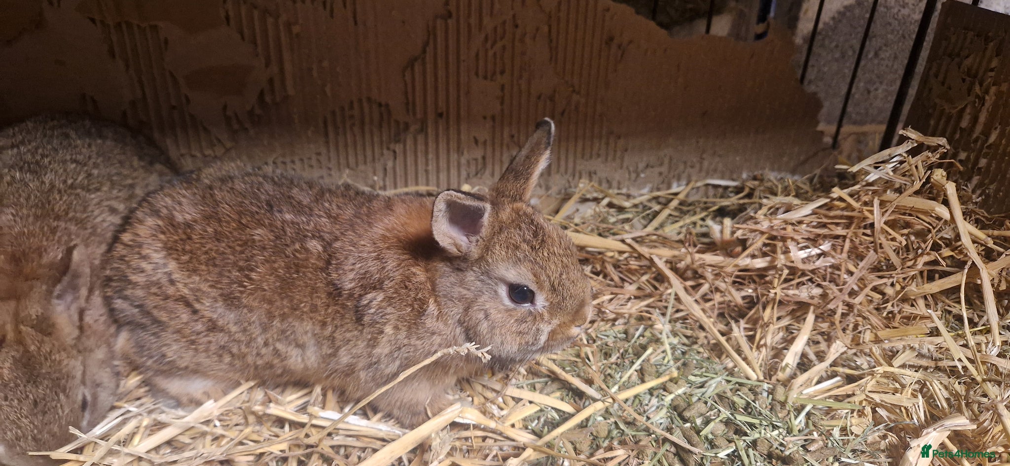 Netherland Dwarf rabbits Cute cheeky little netherland dwarf babies- m & f - Advert 1