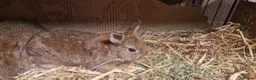 Netherland Dwarf rabbits for sale: Cute cheeky little netherland dwarf babies- m & f - Advert 1