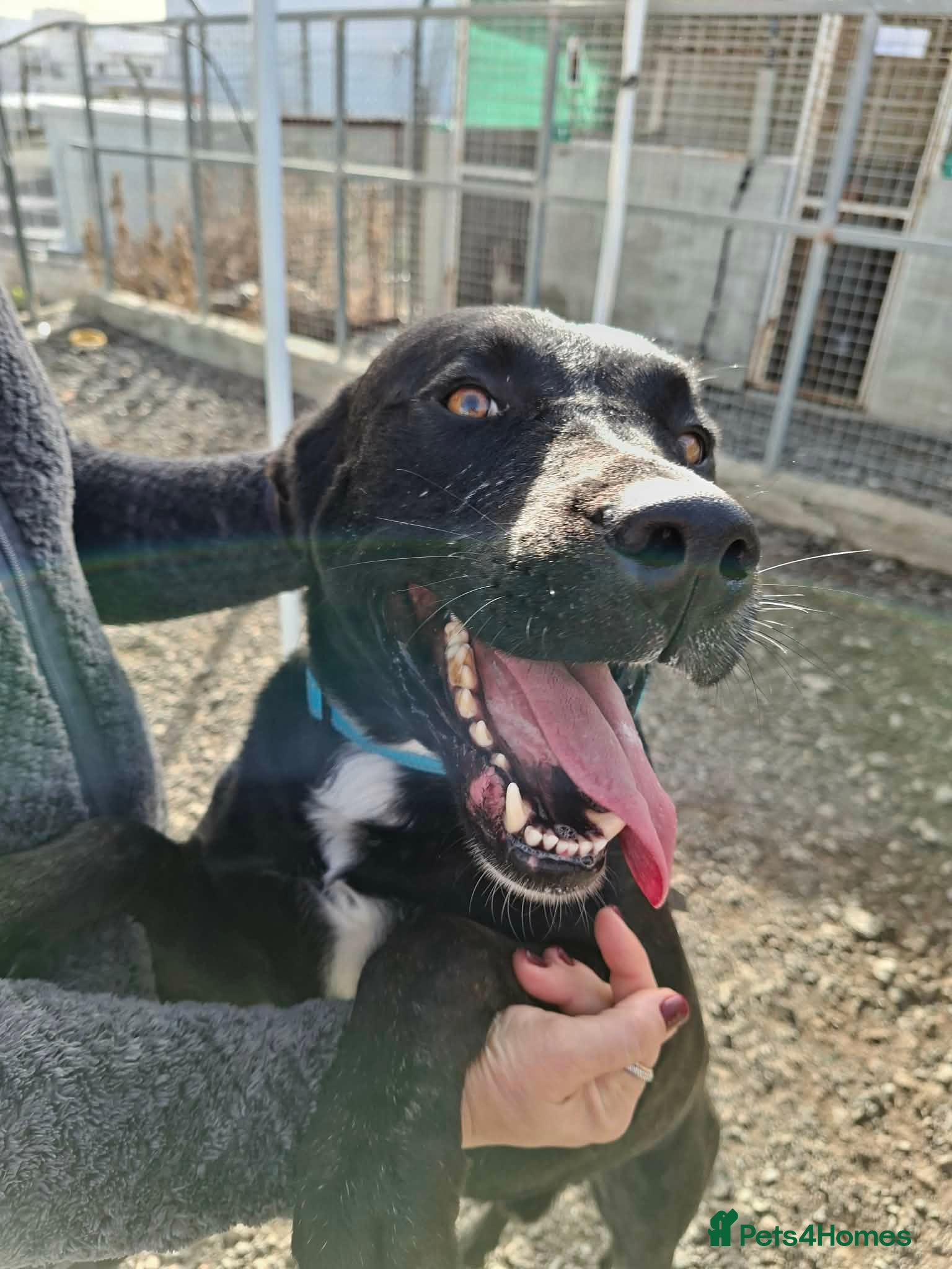 Mixed Breed dogs for adoption: Kofi foster or adopt please - Advert 3
