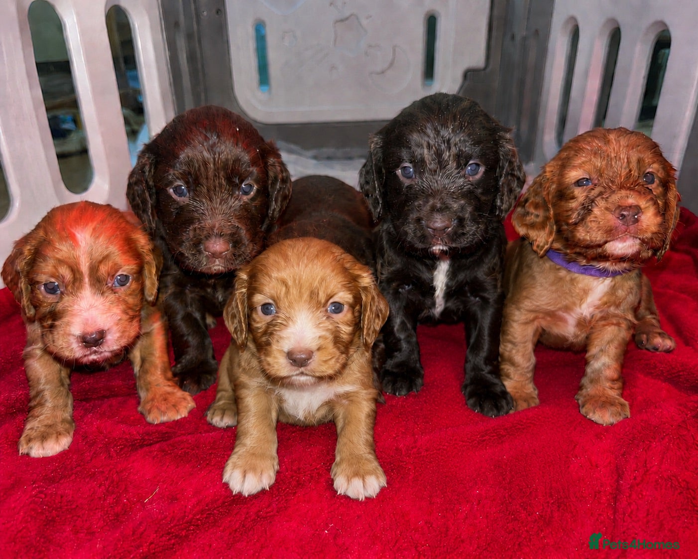 Cocker Spaniel dogs Kc registered working cocker spaniel puppies - Advert 18