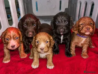 Cocker Spaniel dogs Kc registered working cocker spaniel puppies - Advert 1