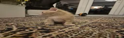 British Shorthair cats for sale: Beautiful kittens - Advert 13