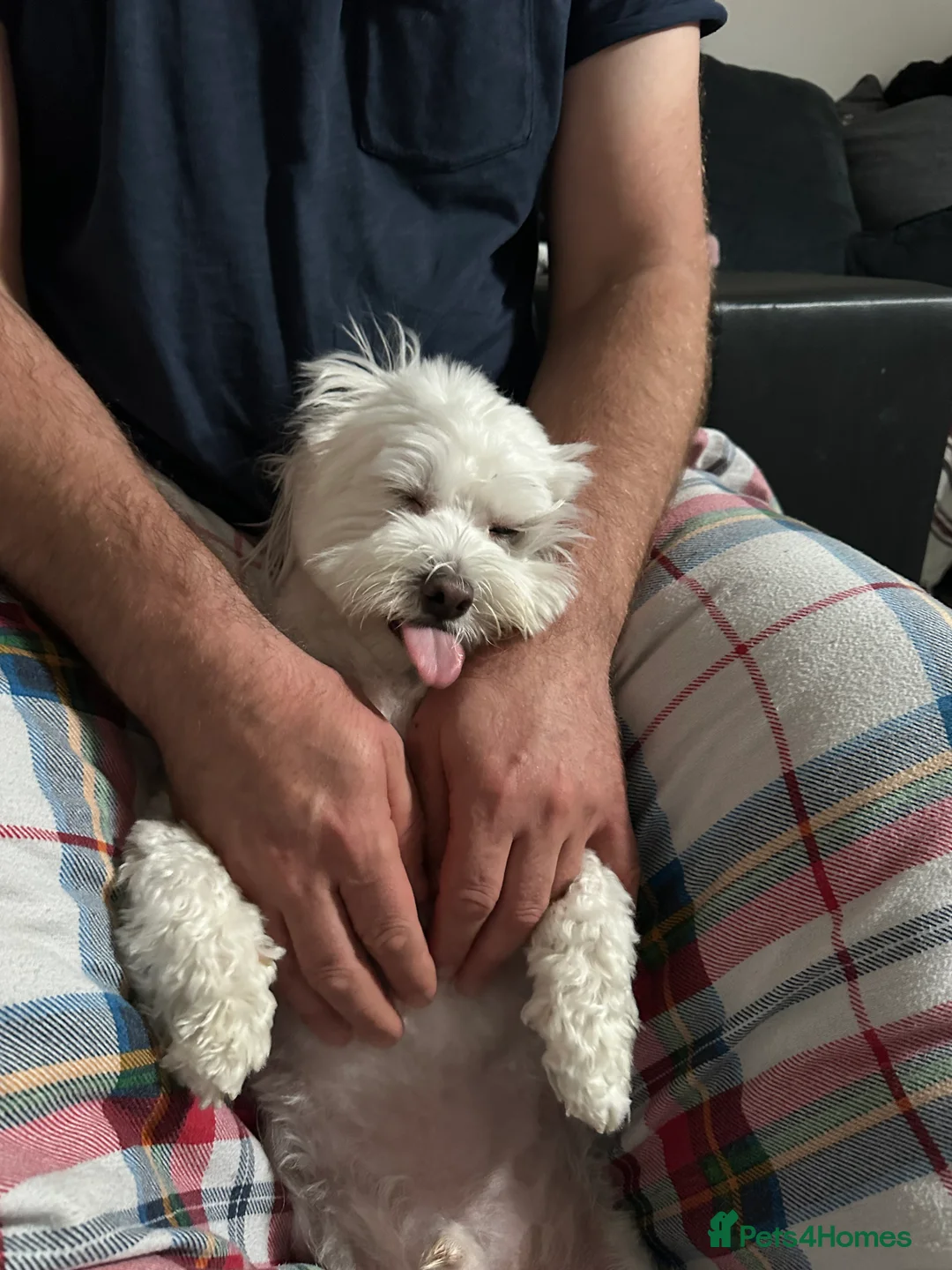 Maltese dogs for sale: Maltese Boy for Sale (4 years old) - Advert 13