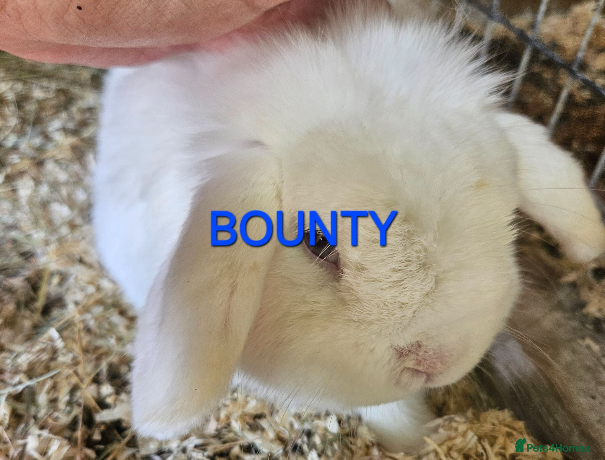 Mini Lop rabbits Rescue bunnies mini lops lion heads  - Advert 1