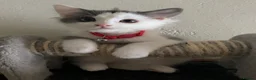 Ragdoll cats for sale: Beautiful Grey & White Ragdoll Kitten  - Advert 9