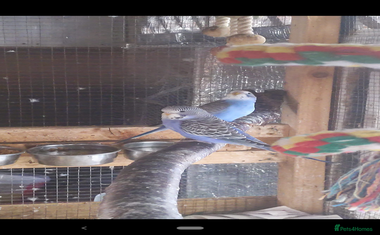 Budgerigars birds - Advert 1