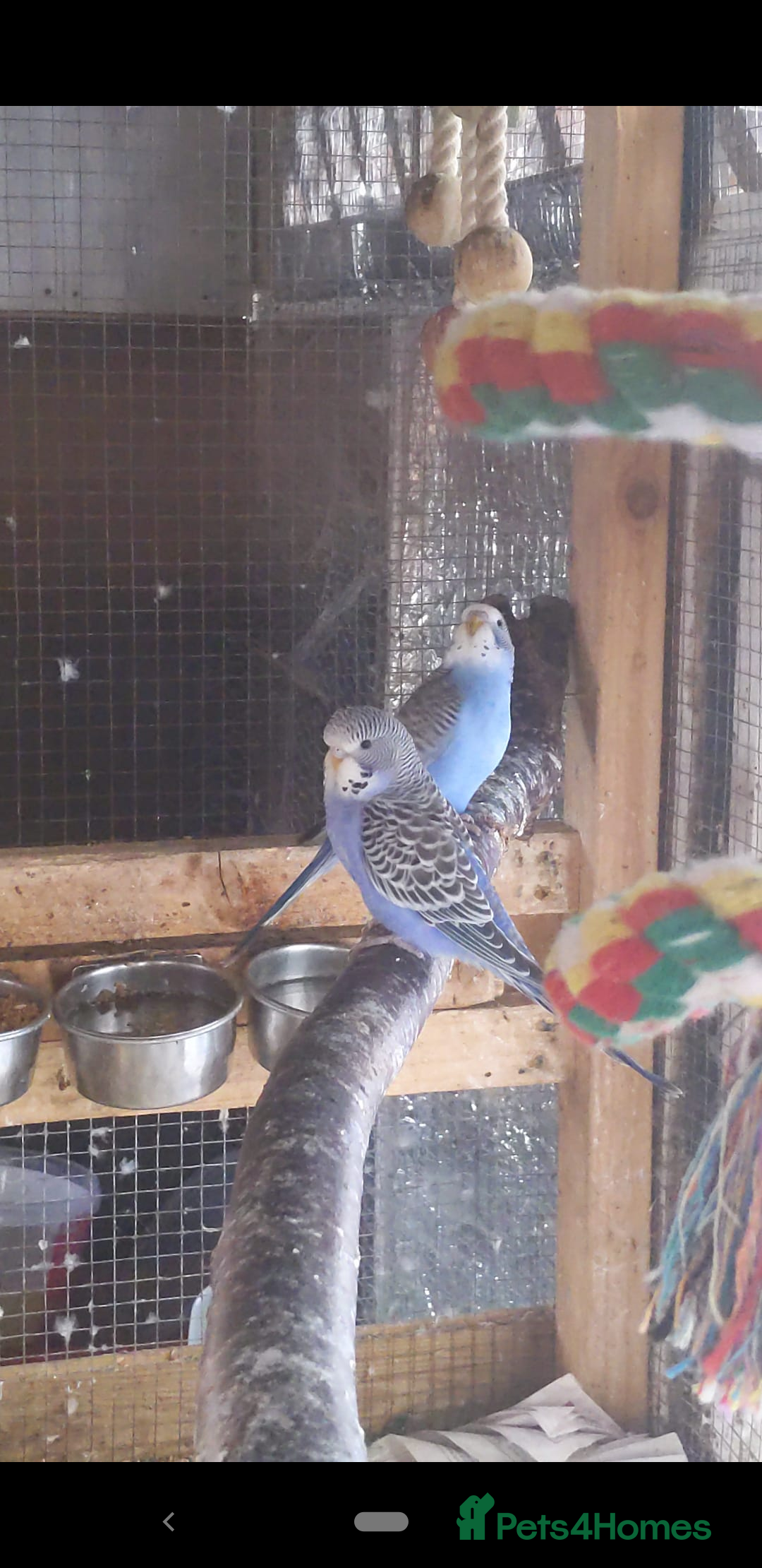 Budgerigars birds for sale: 3 months old baby budgies in amesbury  - Image 1