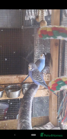 Budgerigars birds - Advert 2