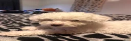 Maltese dogs for sale: Maltese - Advert 2