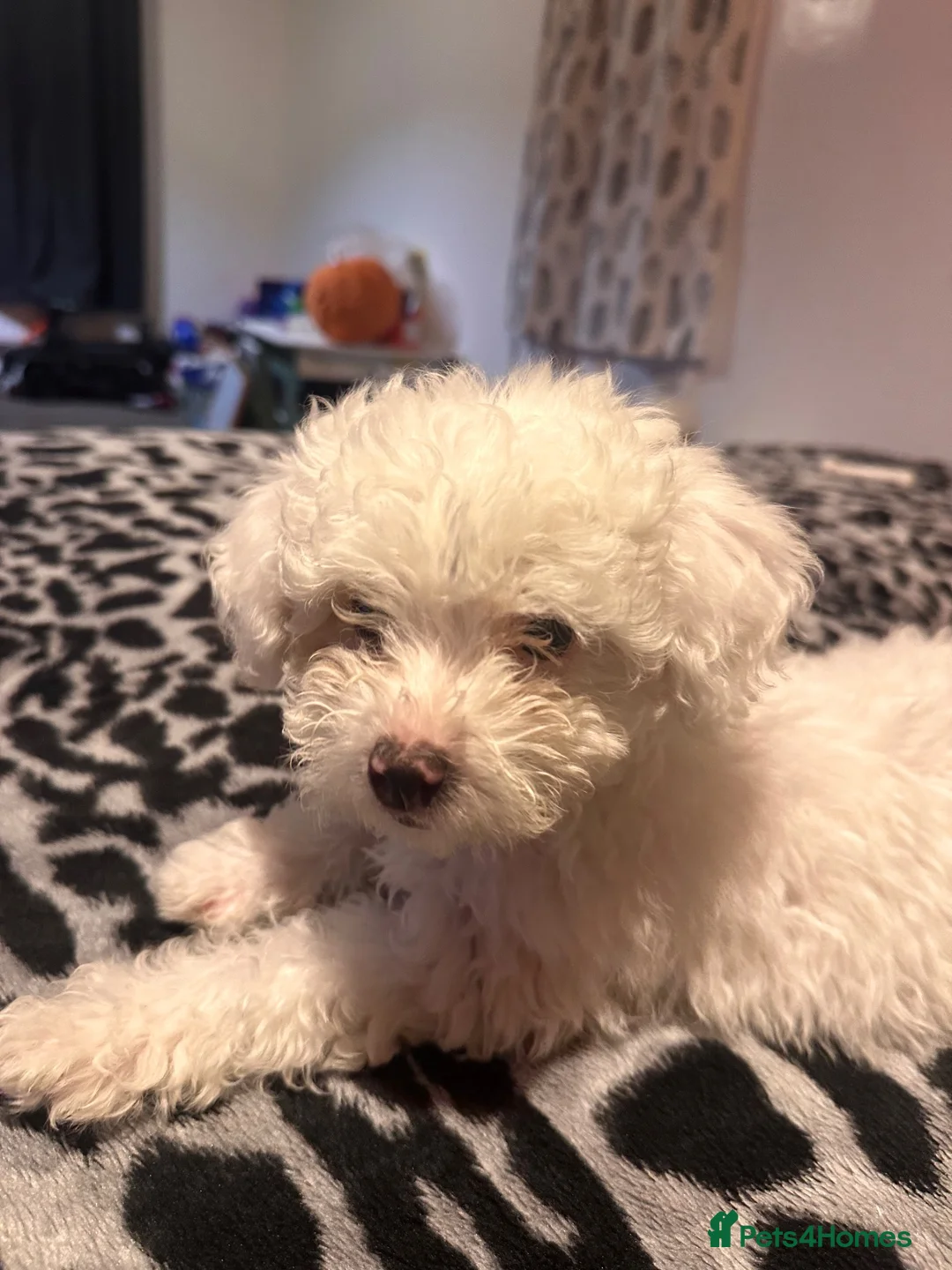 Maltese dogs for sale: Maltese - Advert 2