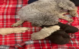 Cockapoo dogs for sale: Cockapoo puppies F1/F1b. Health tested ready soon  - Image 10