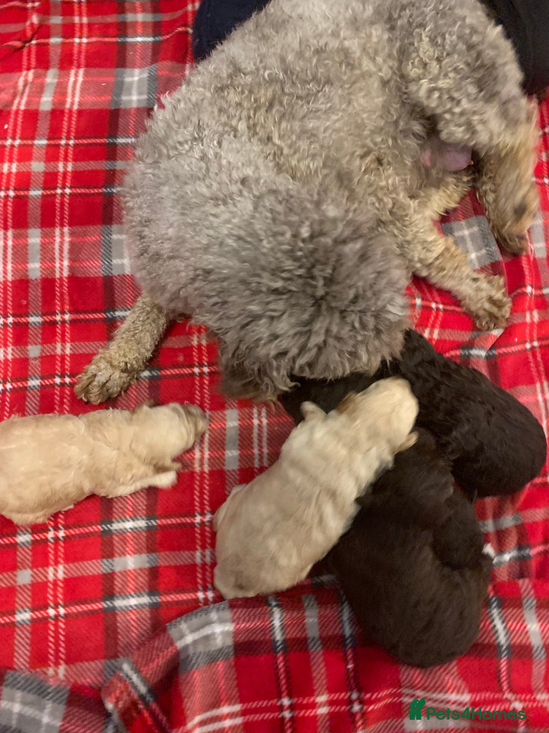 Cockapoo dogs for sale: Cockapoo puppies F1/F1b. Health tested ready soon  - Image 10