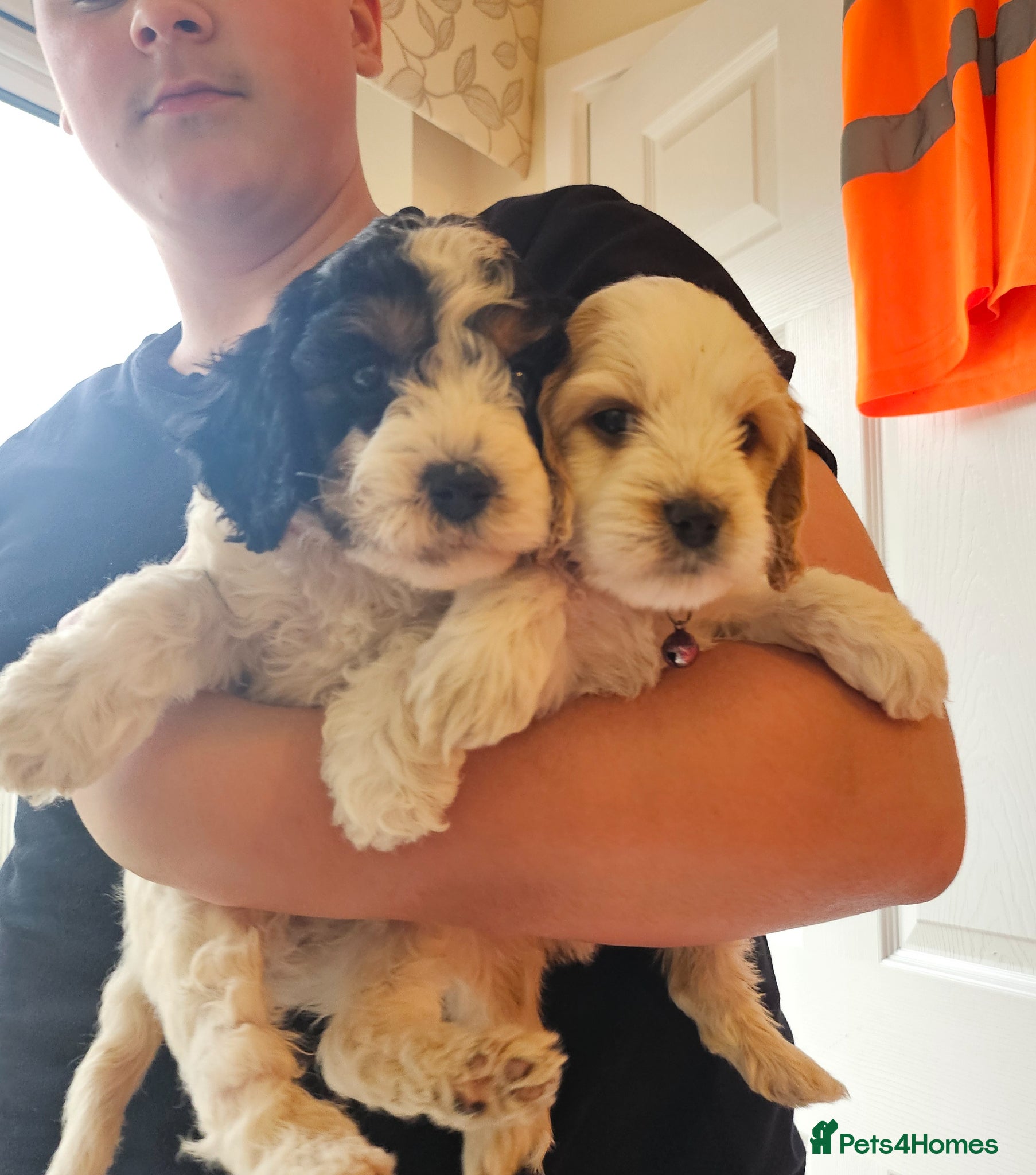 Cockapoo dogs 5 little cockerpoo puppies remaining 🐶🐶 - Advert 1