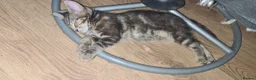 Mixed Breed cats for sale: mix bengal kittens happy for offers - Advert 9
